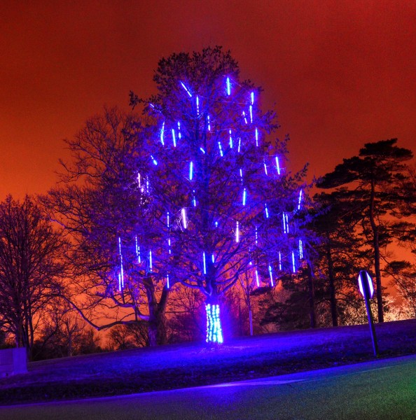 Lights - new blue tree