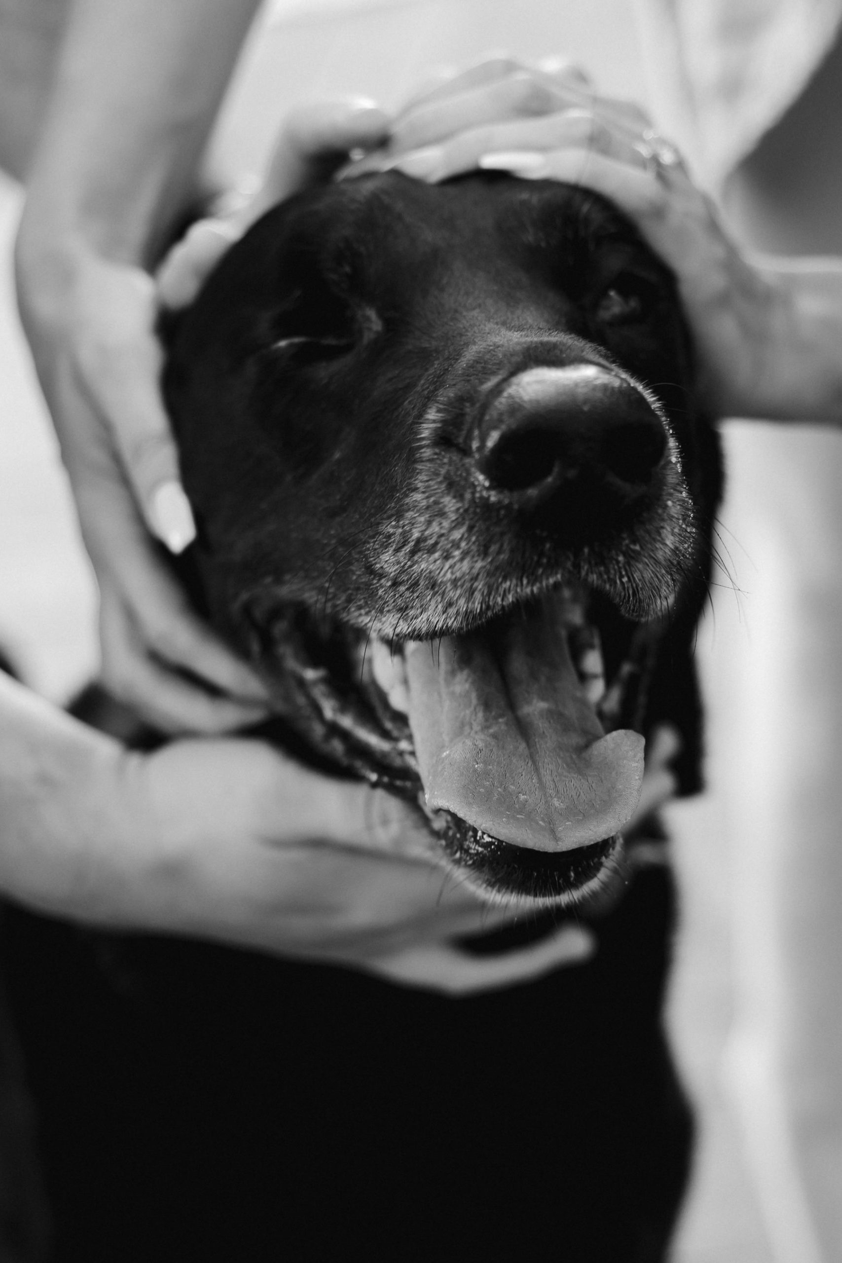 Pet Photos - Green's Photography