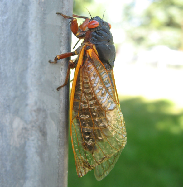The Periodical Cicada lands on just about anything, including human beings.