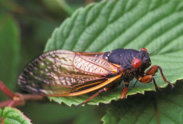 The Periodical Cicada emerges every 13 or 17 years depending on the climate.