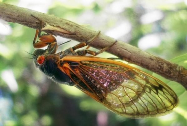 The Periodical Cicada feeds off the sap in the region's trees.