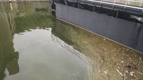 Evidence of the blue-green algae has been seen regularly near the Pike Island Locks and Dam.