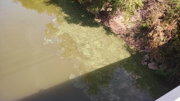 The toxic algae has backed up short distances inside the tributaries of the Ohio River.