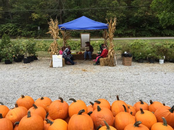 Nicky's carries several different varieties and sizes of pumpkins and gourds and offers many fun activities for kids, including a corn maze and hay bale slide. 