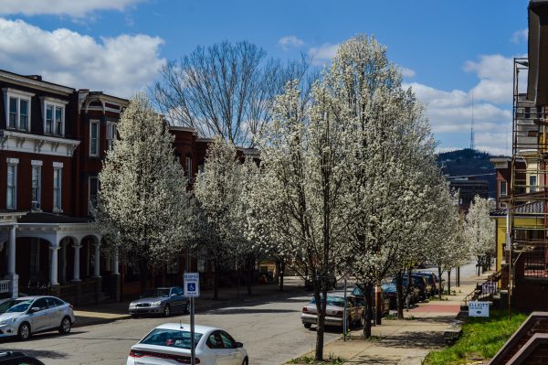 Several streets in East Wheeling are lined with the pear trees.