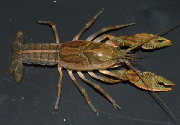 Crayfish (640x445)