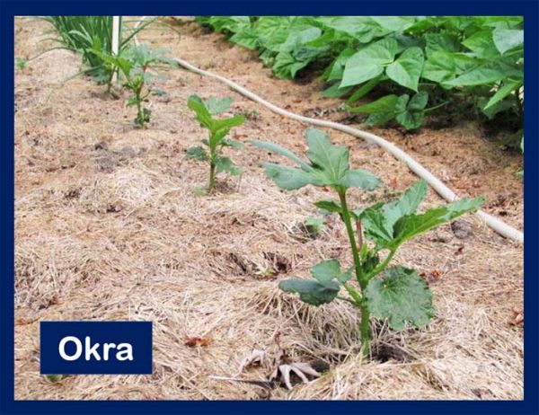 Okra For Cover