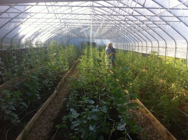 The high tunnel greenhouses on Wheeling Hill have allowed Grow Ohio Valley to beat the heat this summer.