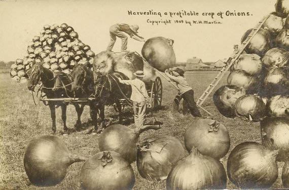 Harvesting Onions Postcard