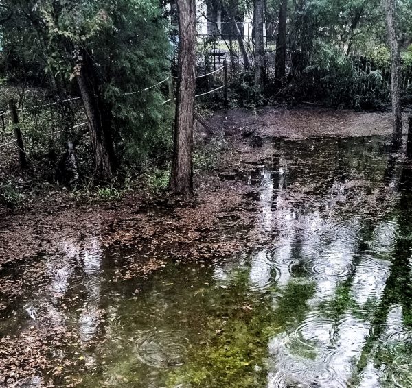 Heavy rains last year forced the nearby marsh to swell into the Varnados' property in Mount Pleasant, S.C.