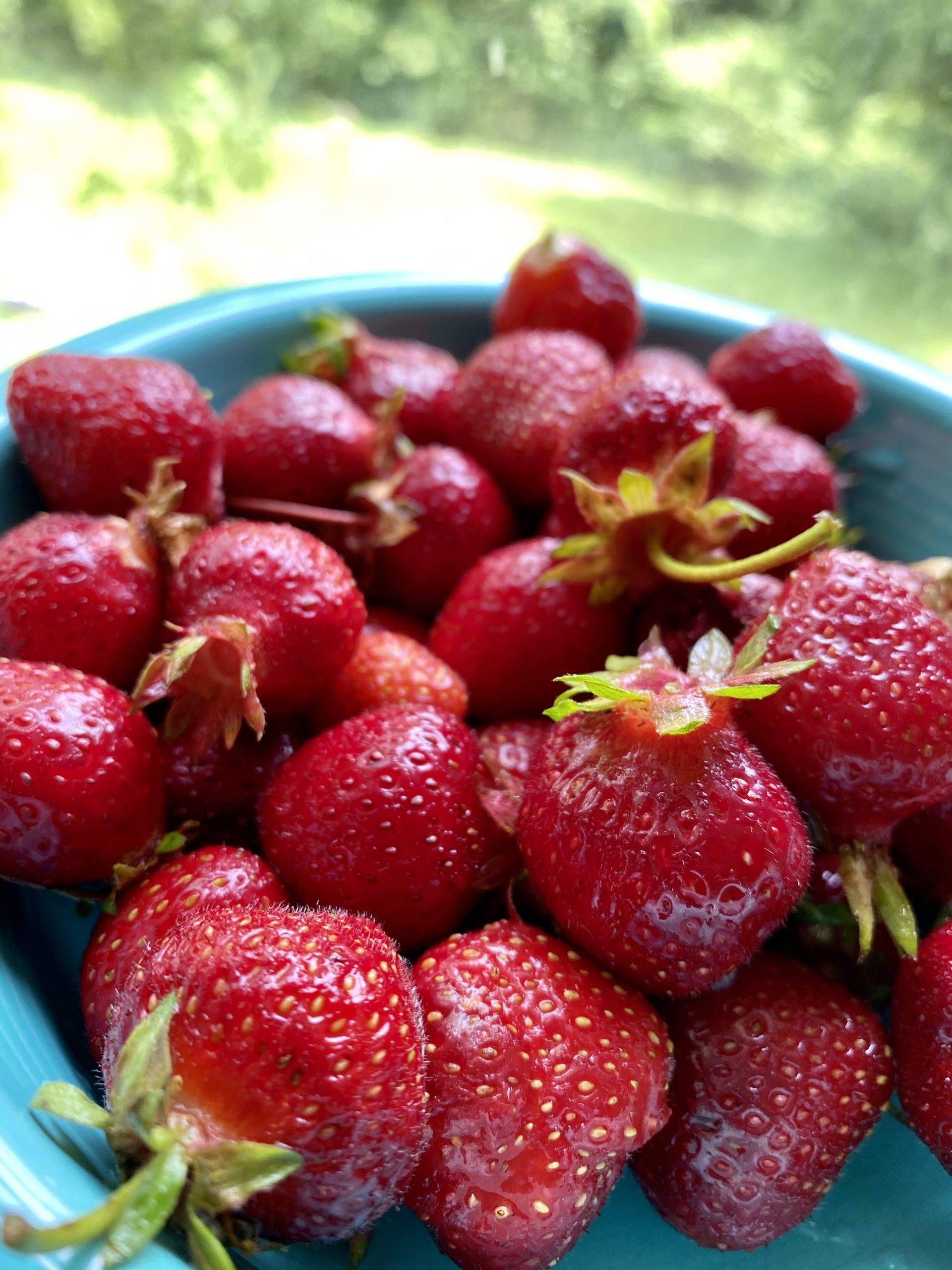 WV strawberries