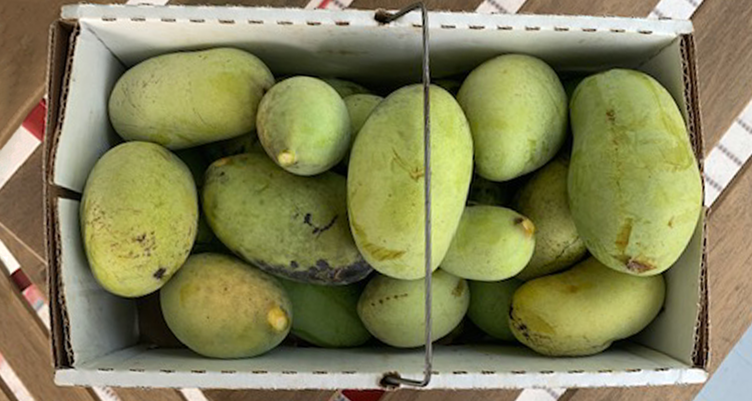 Paw Paw Season in West Virginia Weelunk