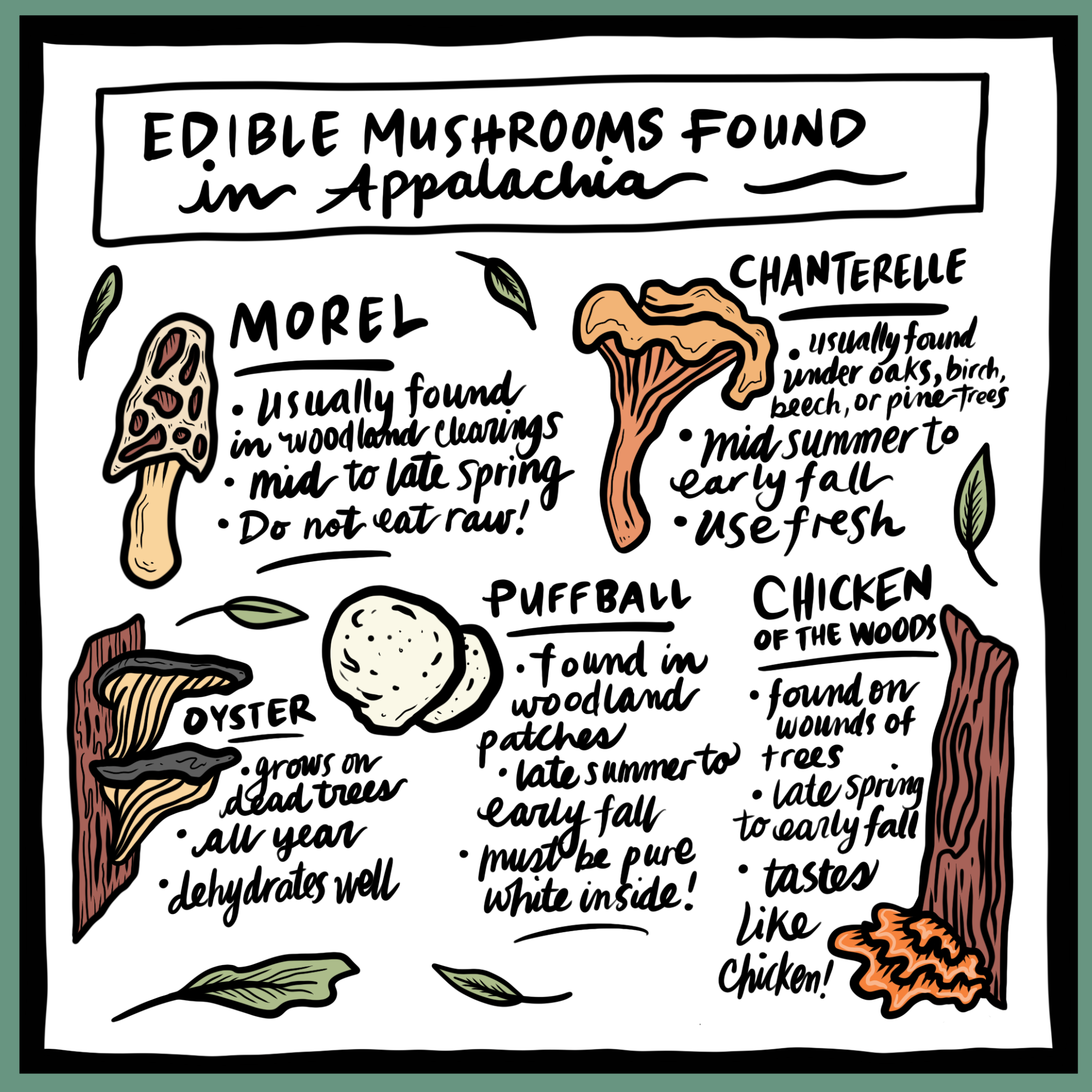Edible mushrooms found in Appalachia. Morel, usually found in woodland clearings. Mid to late spring. Do not eat raw. Chanterelle. Usually found under oaks, birch, beech, or pine trees. Mid summer to early fall. Use fresh. Oyster. Grows on dead trees. All Year. Dehydrates well. Puffball. Found in woodland patches. Late summer to early fall. Must be pure white inside. Chicken of the woods. Found on wounds of trees. Late spring to early fall. Tastes like chicken!