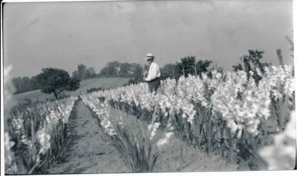 Dr. Webb in his gladiolus garden