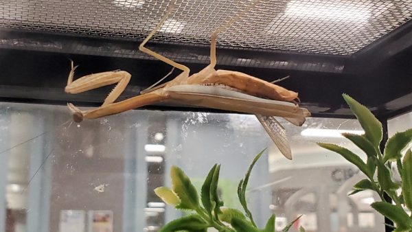 Adult mantis hanging in cage.
