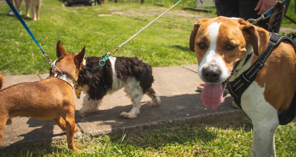 Exploring Wheeling's Dog Parks A Guide for Canine Lovers Weelunk