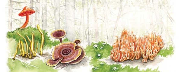 Rosalie Haizlett - Mushrooms of Maine.jpg Mushrooms of Maine by Rosalie Haizlett.