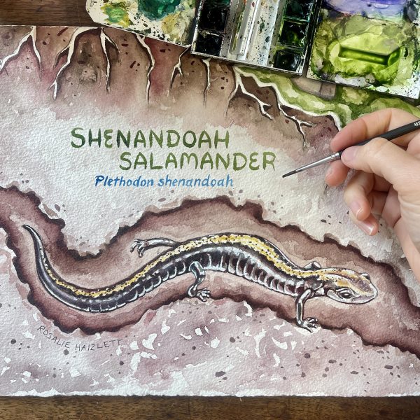 Rosalie Haizlett - Shenandoah Salamander Rosalie Haizlett puts the finishing touches on a watercolor illustration of a Shenandoah Salamander.